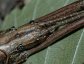 Anisomorpha buprestoides, Striped walkingstick
